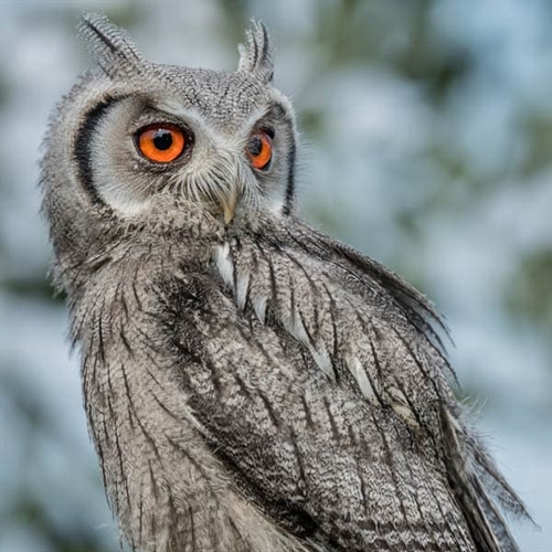Millets Farm Centre Falconry Owl Experience Millets Farm Centre Falconry Owl Experience